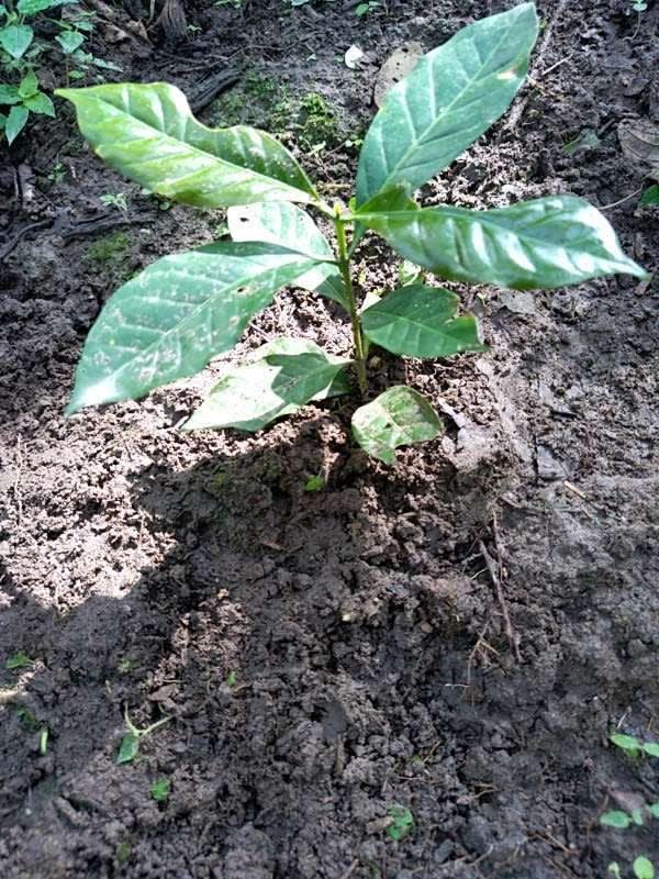 tree image