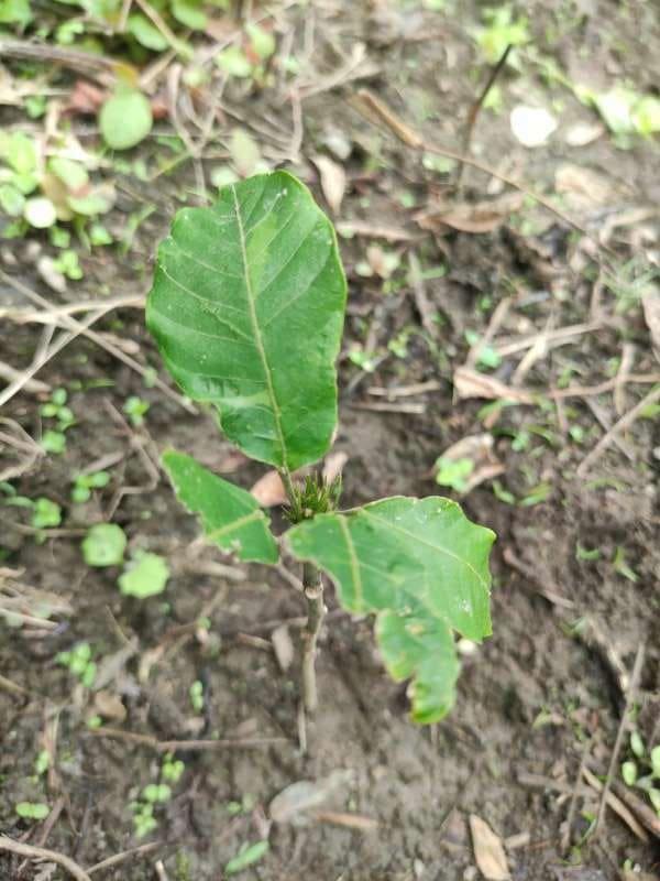 tree image