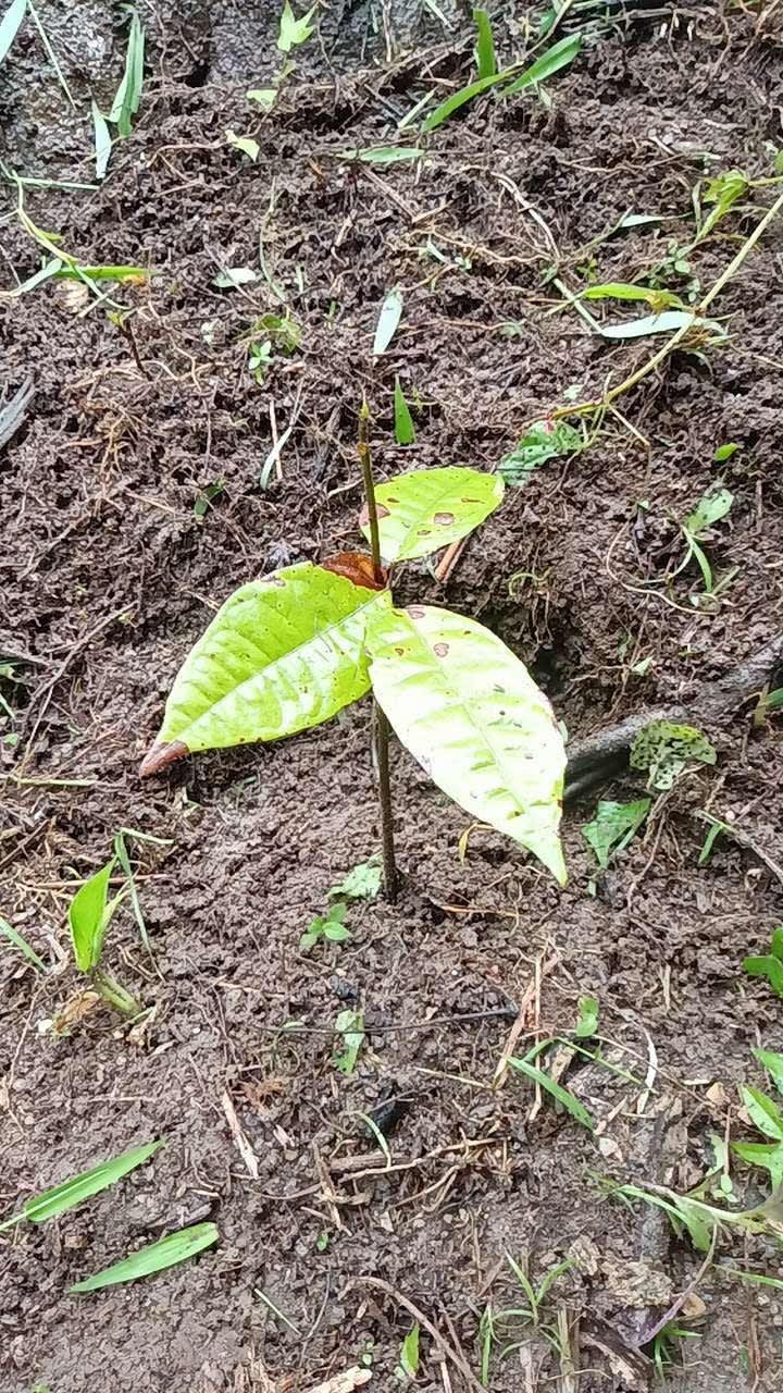 tree image