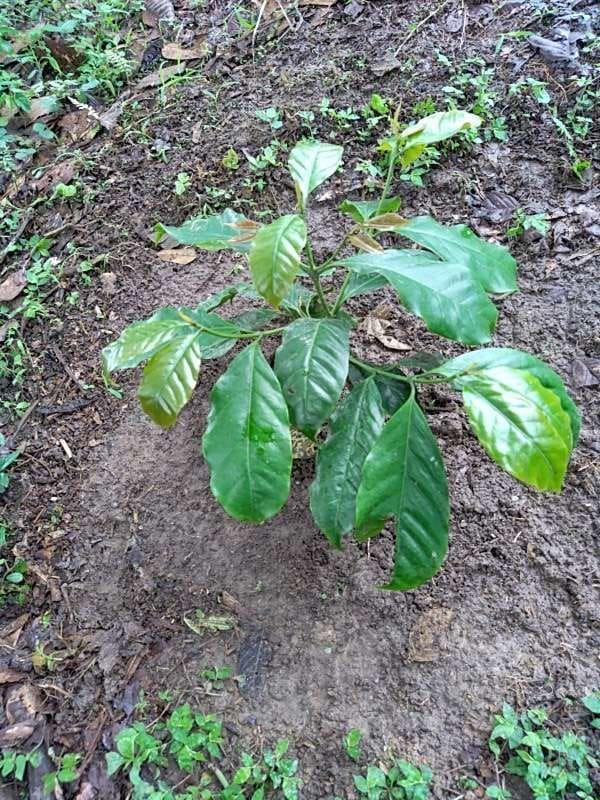 tree image