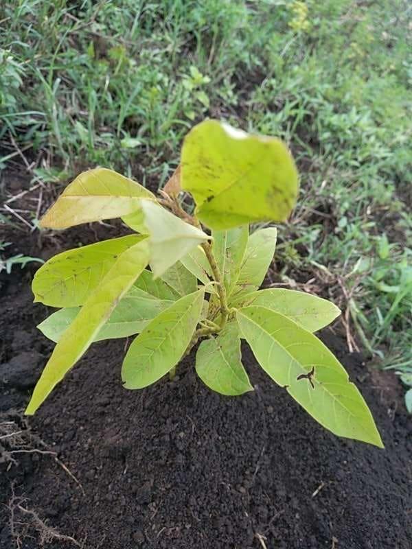 tree image