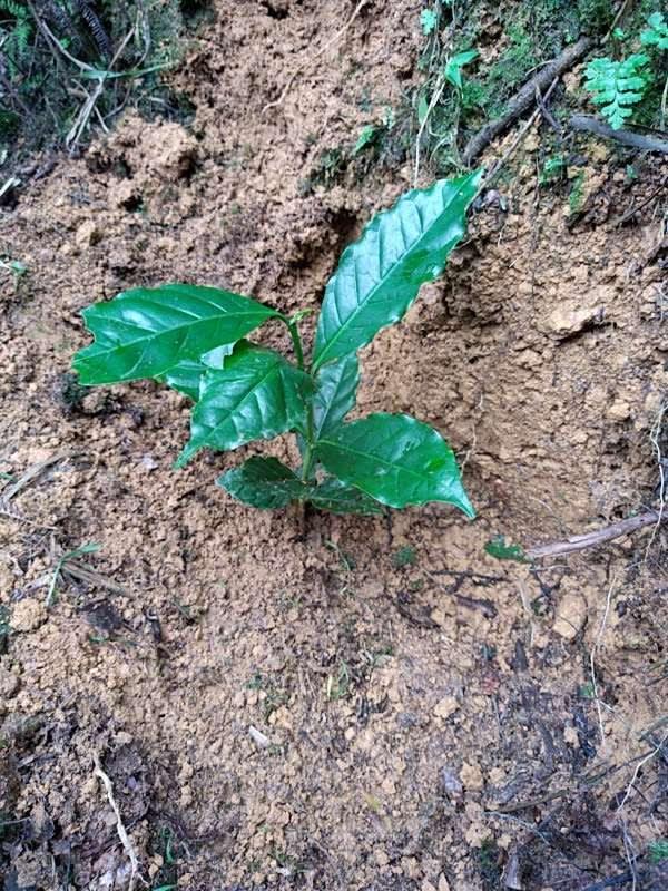 tree image