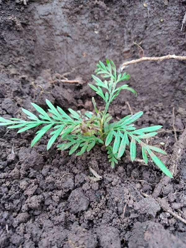 tree image
