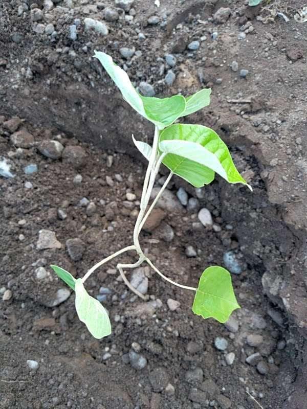 tree image