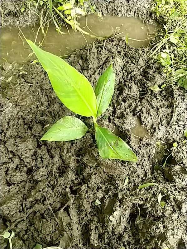 tree image