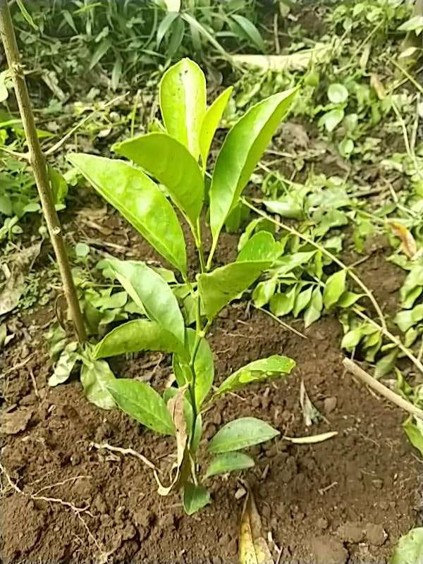tree image