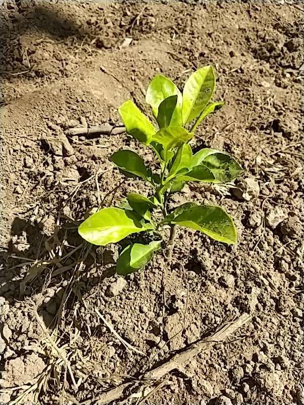 tree image