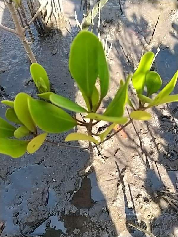 tree image