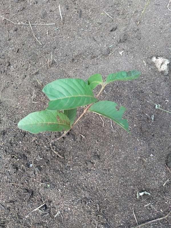 tree image