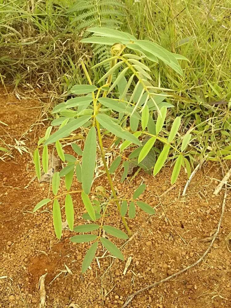 tree image