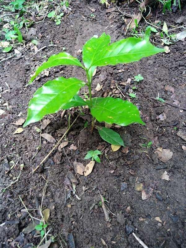 tree image