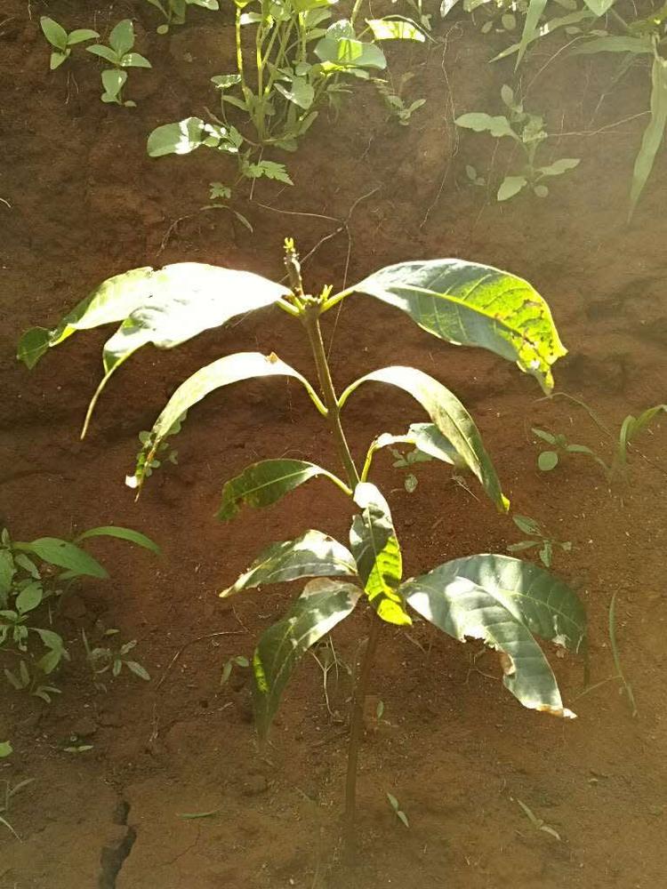 tree image