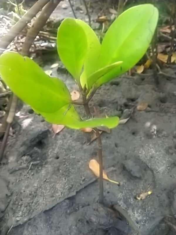 tree image