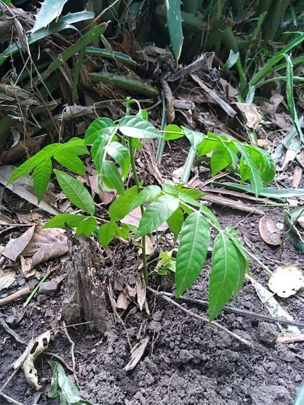 tree image