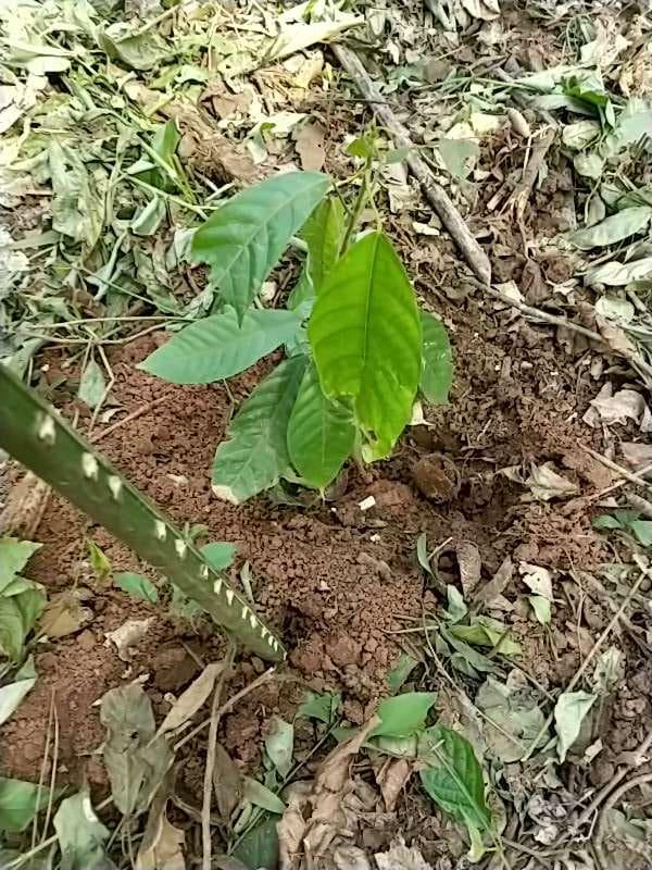 tree image