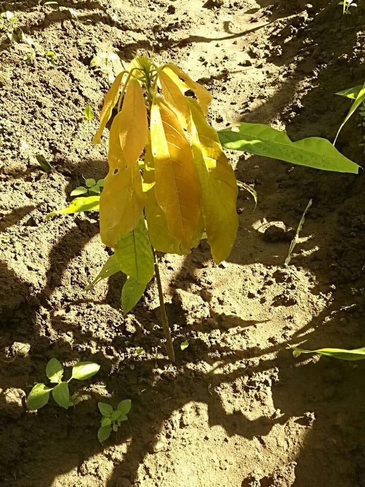 tree image