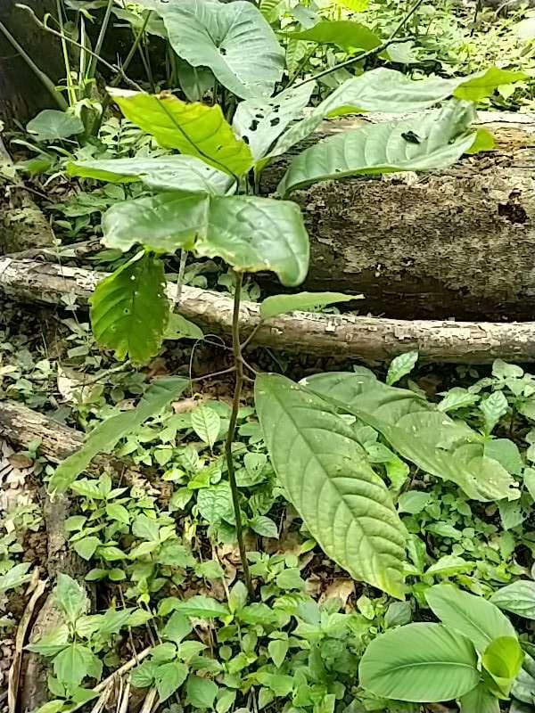 tree image
