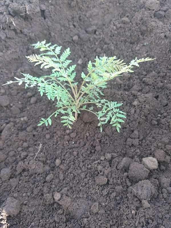 tree image