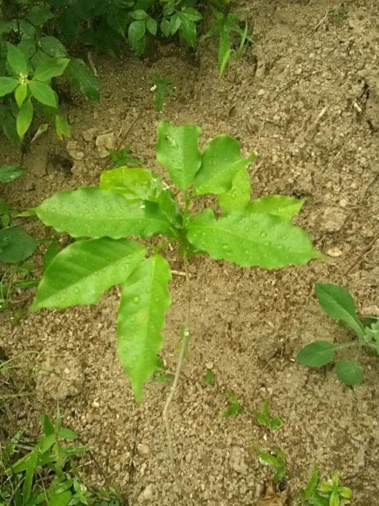 tree image