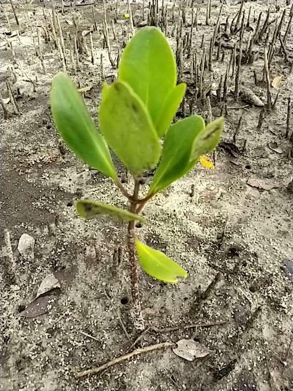 tree image