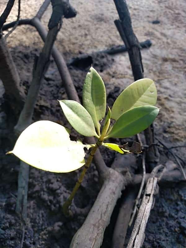 tree image
