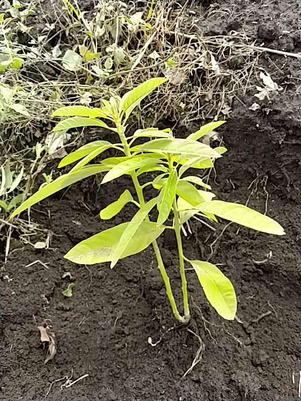 tree image