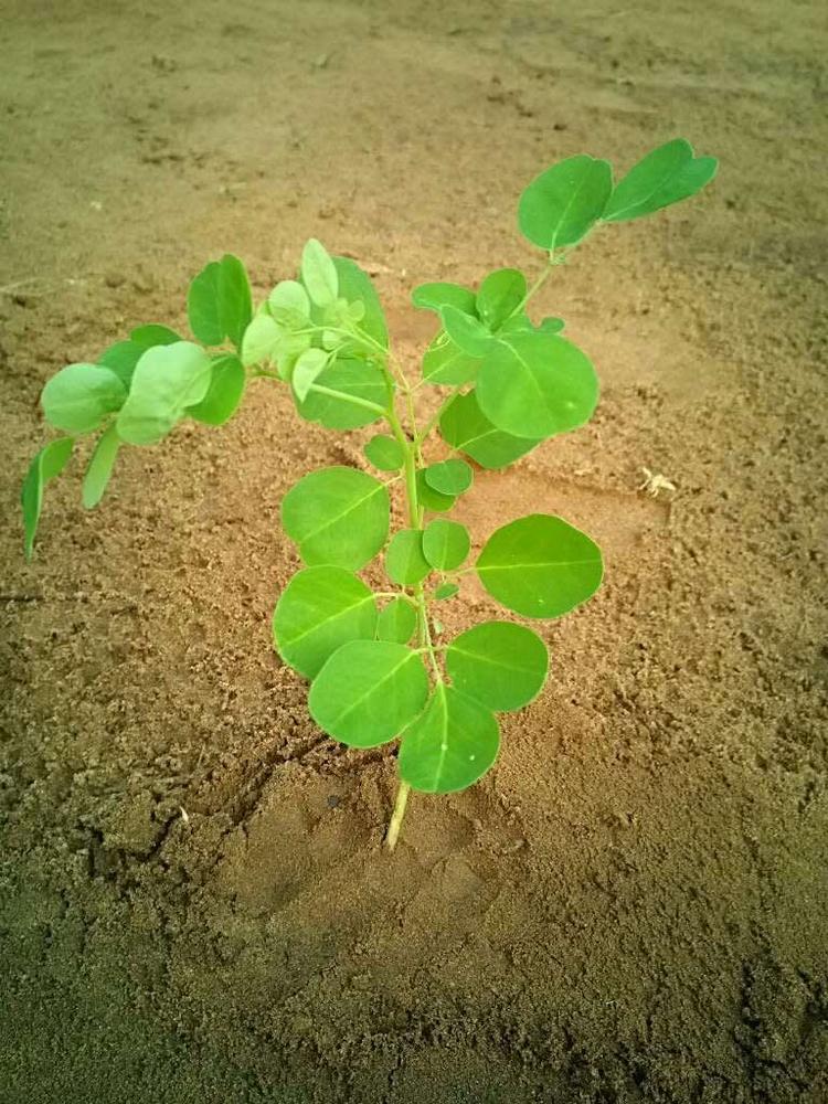 tree image