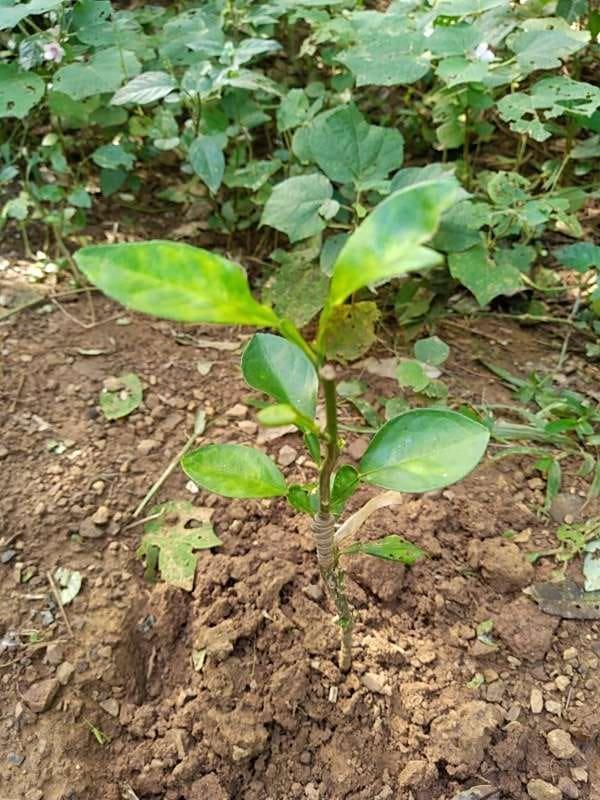 tree image
