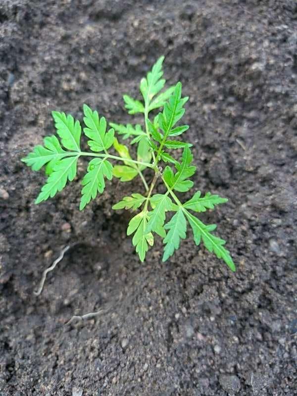 tree image