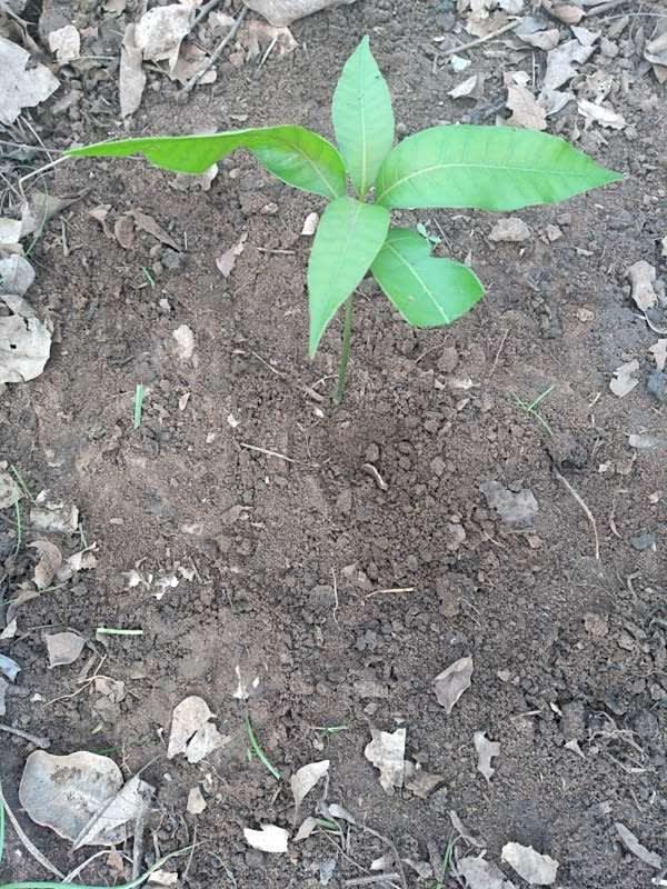 tree image