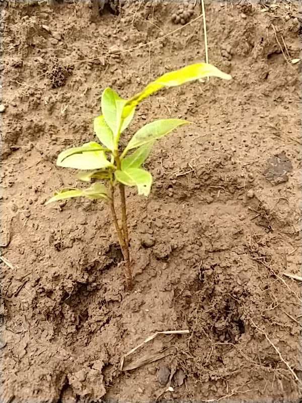 tree image