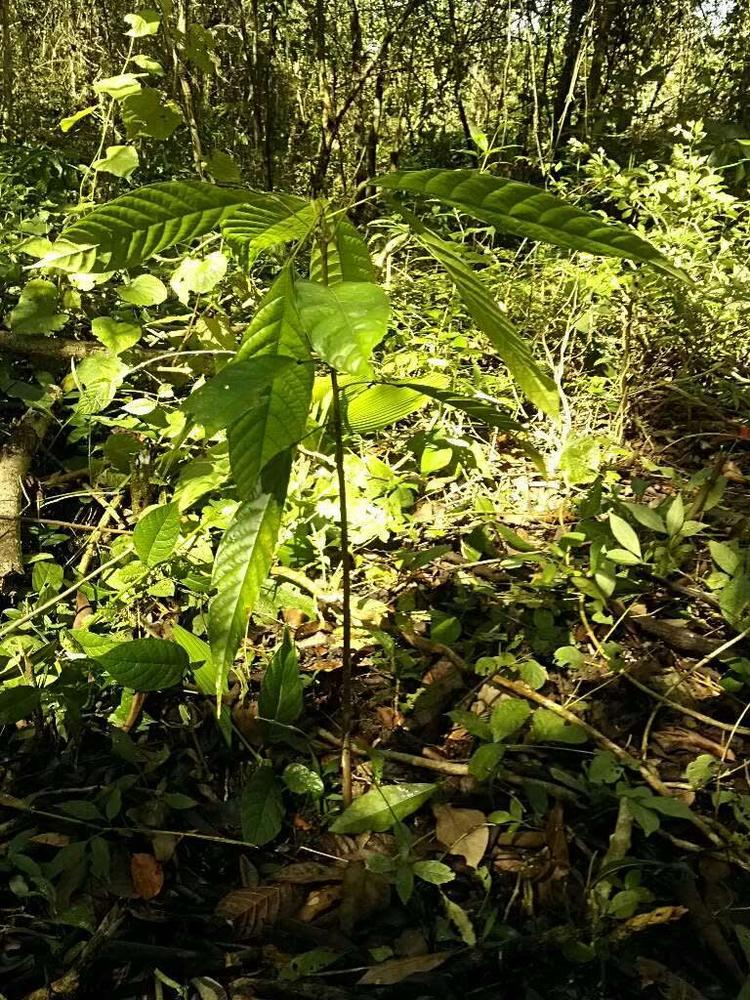 tree image