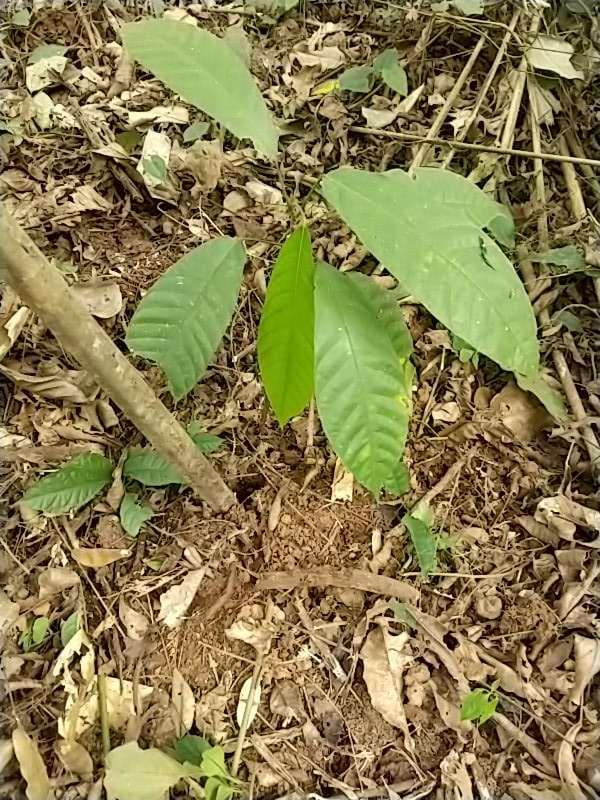 tree image