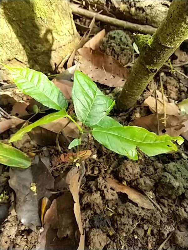 tree image