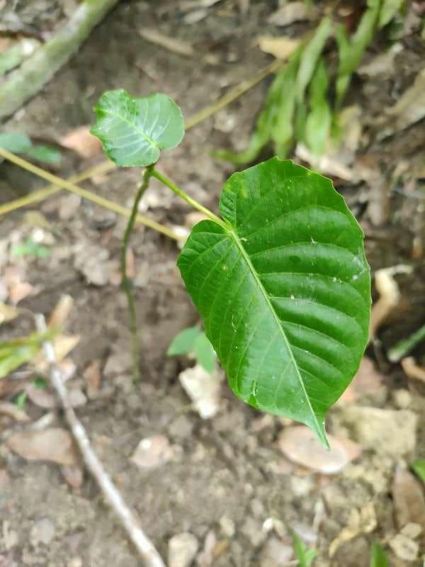 tree image