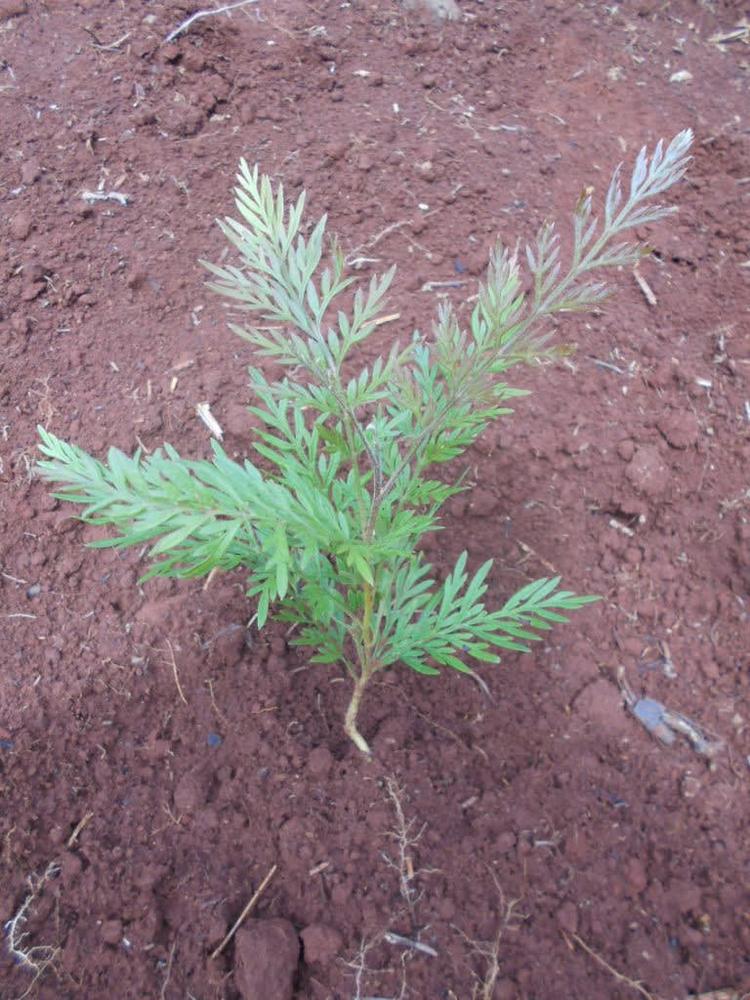 tree image