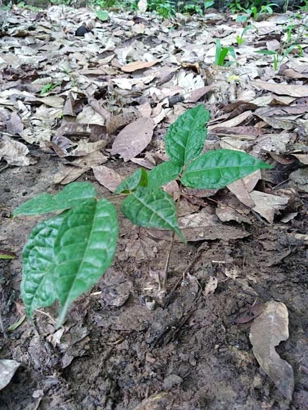 tree image