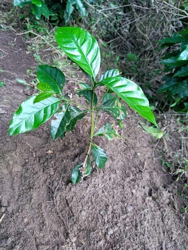 tree image