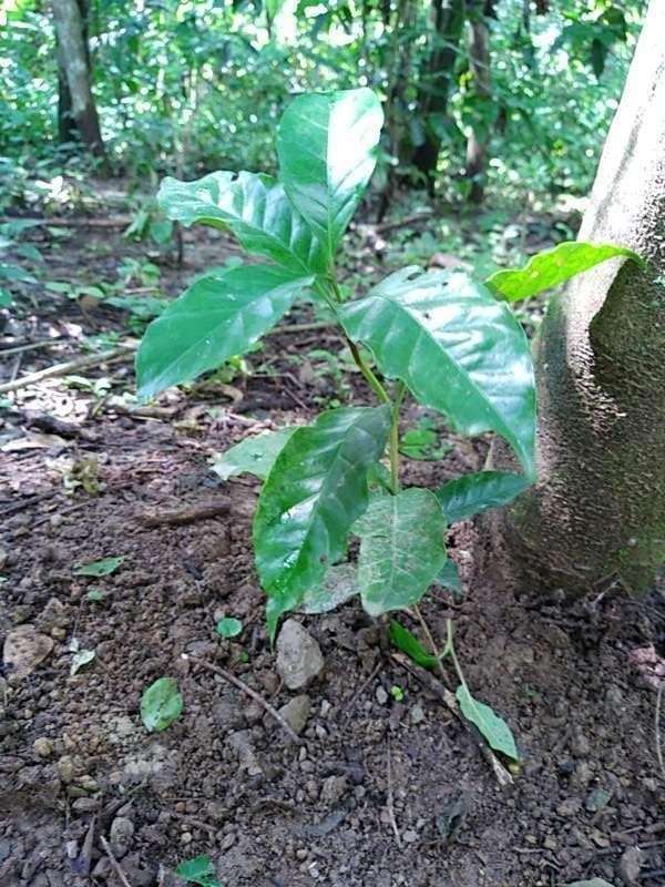 tree image