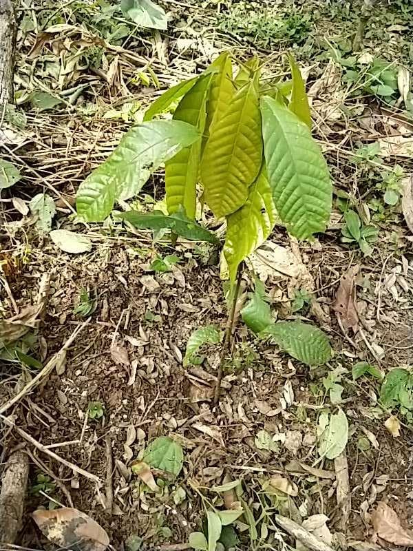 tree image