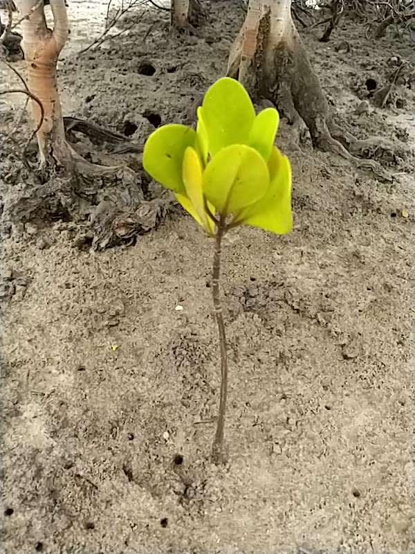 tree image