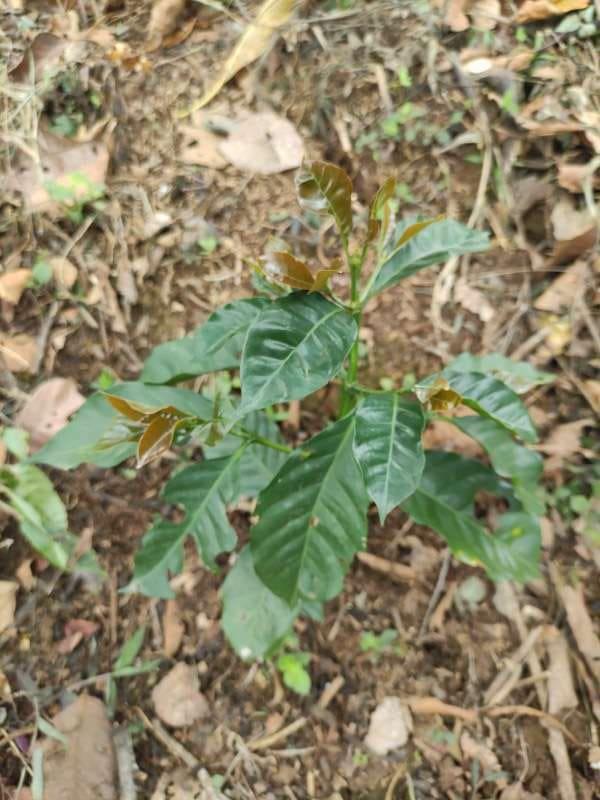 tree image