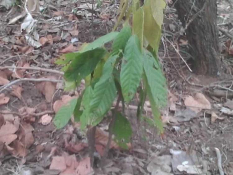 tree image