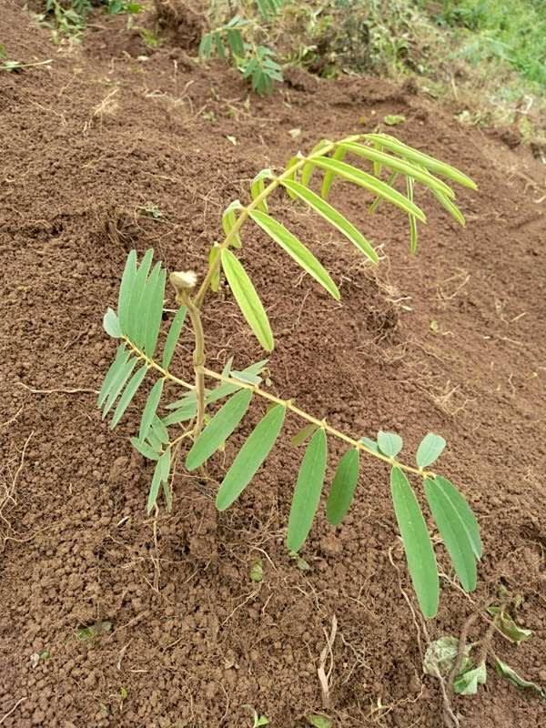 tree image