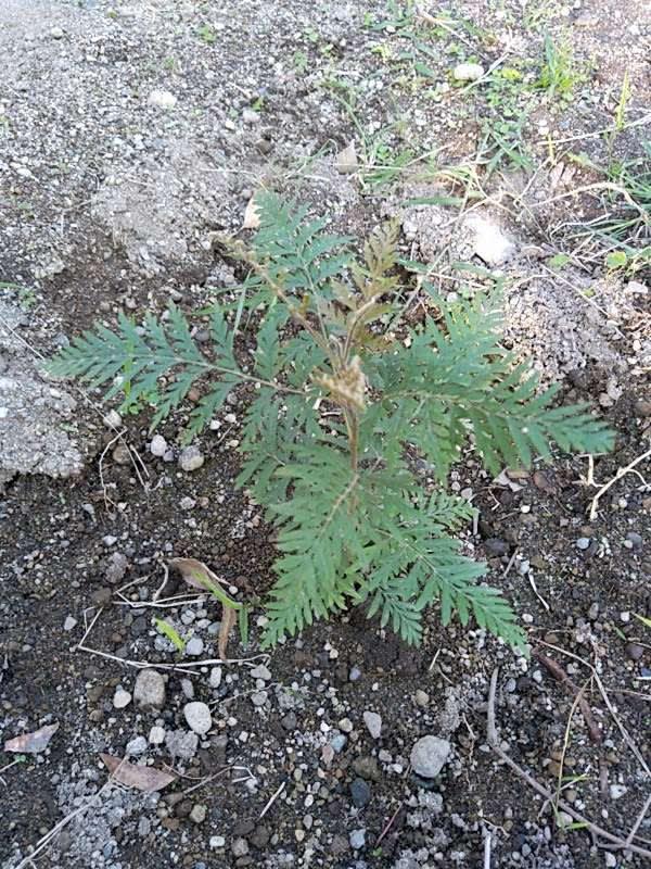 tree image