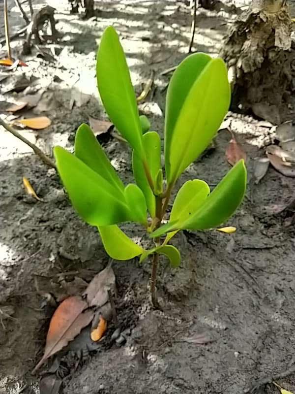tree image