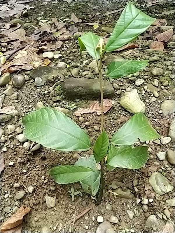 tree image
