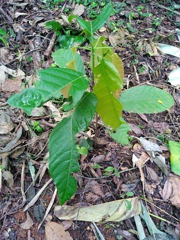 tree image