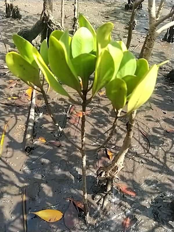 tree image