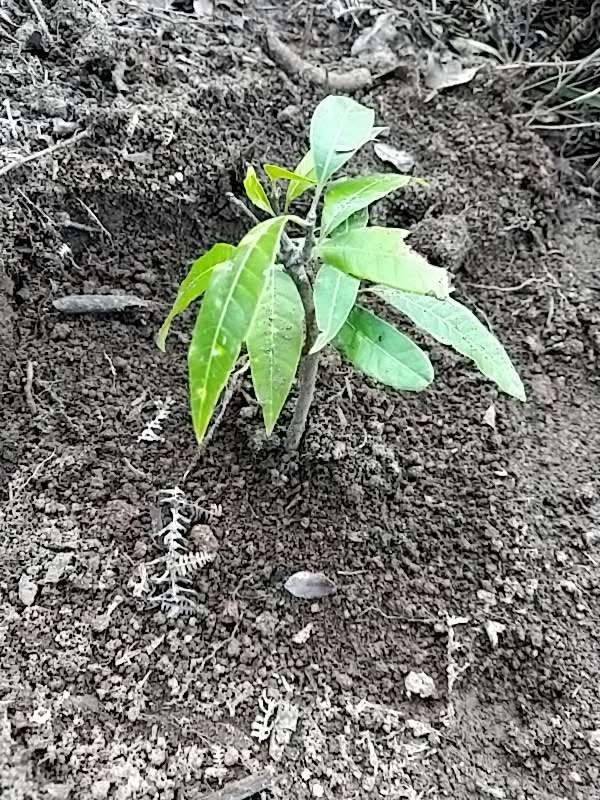 tree image
